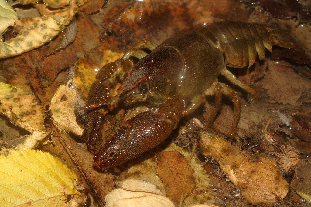 escursione ululonesca